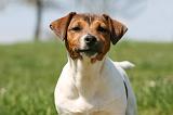 JACK RUSSEL 147